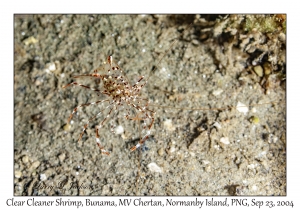 Clear Cleaner Shrimp