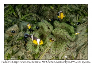 Haddon's Carpet Anemone, Saddleback Anemonefish & Three-spot Dascyllus