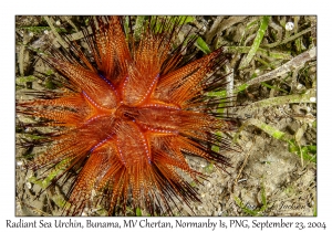 Radiant Sea Urchin