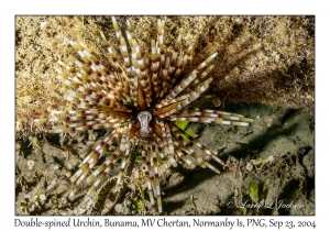 Double-spined Urchin