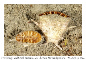 Free-living Hard Coral