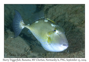 Starry Triggerfish