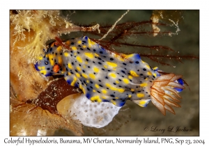 Colorful Hypselodoris