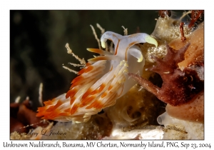 Unknown Nudibranch
