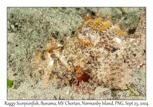 Raggy Scorpionfish