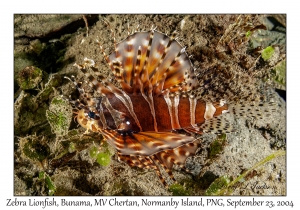 Zebra Lionfish