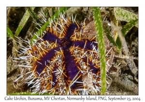 Cake Urchin