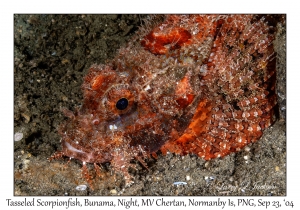 Tasseled Scorpionfish
