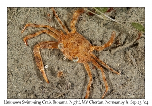 Unknown Swimming Crab