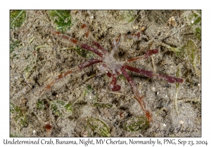 Undetermined Crab