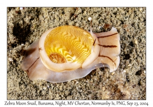 Zebra Moon Snail