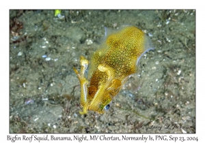 Bigfin Reef Squid