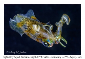 Bigfin Reef Squid