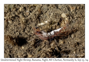 Undetermined Night Shrimp