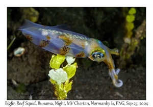 Bigfin Reef Squid