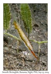 Smooth Shrimpfish