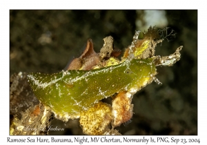 Ramose Sea Hare