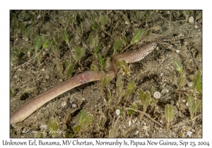 Unknown Eel