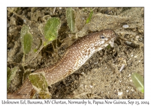 Unknown Eel