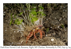Dark Knee Hermit Crab