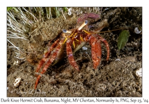 Dark Knee Hermit Crab
