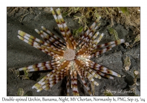 Double-spined Urchin