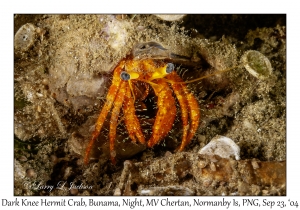 Dark Knee Hermit Crab