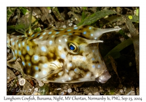 Longhorn Cowfish
