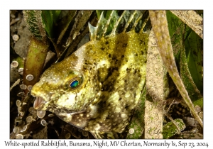 White-spotted Rabbitfish