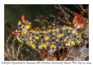 Colorful Hypselodoris