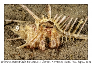 Unknown Hermit Crab