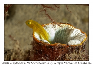 Ornate Goby