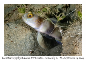 Giant Shrimpgoby