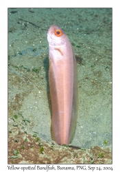 Yellow-spotted Bandfish