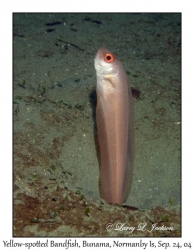 Yellow-spotted Bandfish