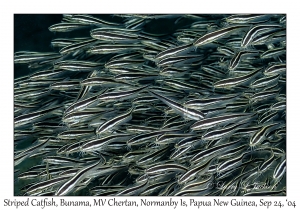 Striped Catfish juveniles