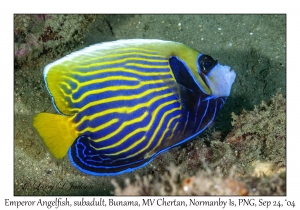 Emperor Angelfish subadult