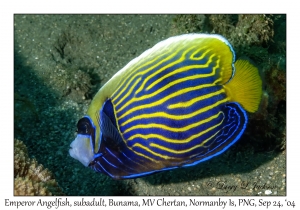 Emperor Angelfish subadult