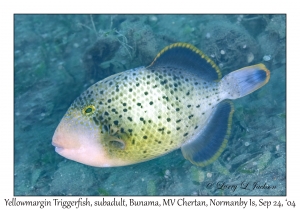 Yellowmargin Triggerfish subadult