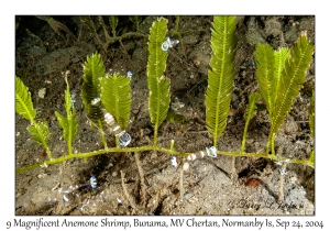 9 Magnificent Anemone Shrimp