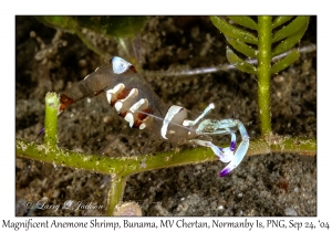 Magnificent Anemone Shrimp