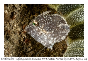 Bristle-tailed Filefish juvenile