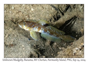 Unknown Mudgoby