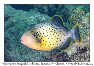 Yellowmargin Triggerfish subadult