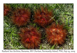 Radiant Sea Urchin