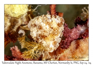Tuberculate Night Anemone