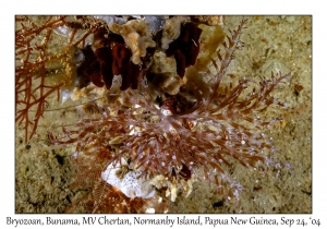 Bryozoan