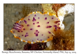 Bumpy Mexichromis