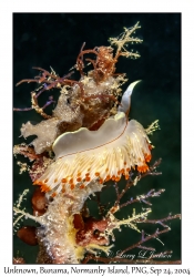 Unknown Nudibranch