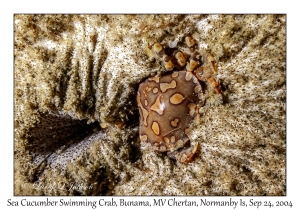 Sea Cucumber Swimming Crab